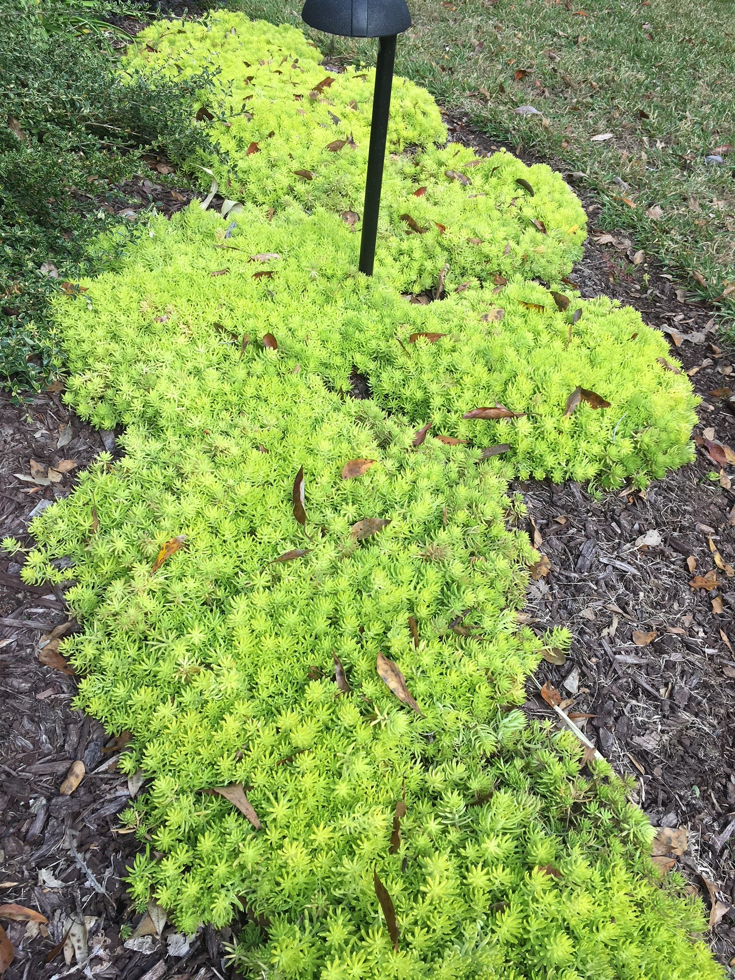Lemon Sedum Groundcover Photo by Allen Owings.jpg thumbnail